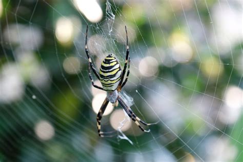 蜘蛛 出現 原因|蜘蛛の発生時期や、巣をつくるのっていつ？ 